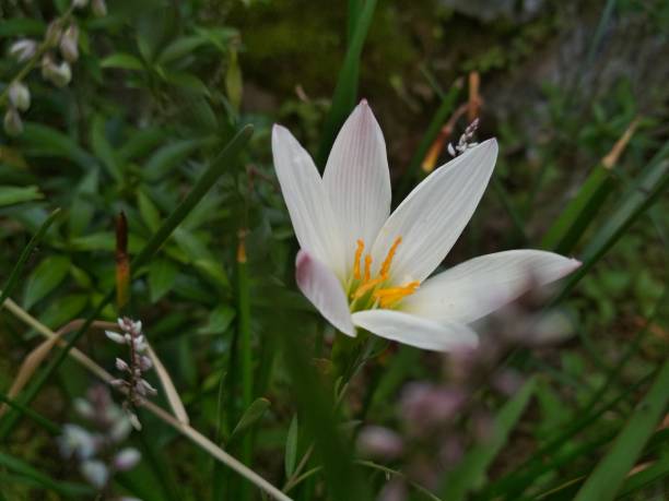 zephyranthes no jardim. comumente conhecido como lírio da chuva, um perene bulboso ostentando lâmpadas brancas e resistentes prateadas que variam de 5 cm a 30 cm de altura - hardy bulbs - fotografias e filmes do acervo