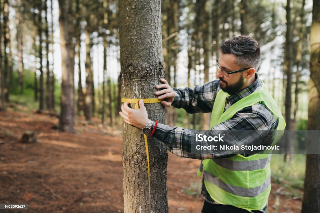 Forester Measuring Tree Lumber Industry Stock Photo