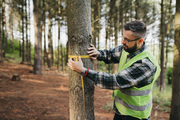 Forester Measuring Tree stock photo