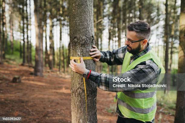 Forester Measuring Tree Stock Photo - Download Image Now - Lumber Industry, Reforestation, Forester