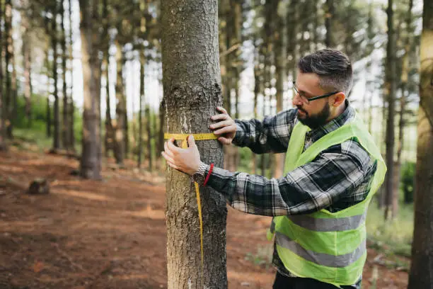 Photo of Forester Measuring Tree