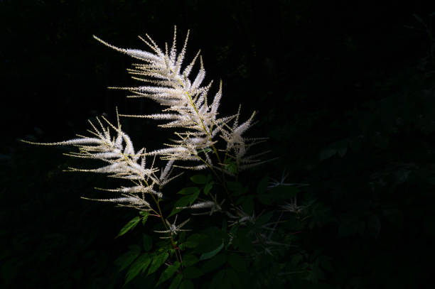 Plant Aruncus dioicus called goat's beard draws delightful shapes