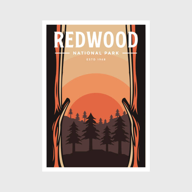 illustrazioni stock, clip art, cartoni animati e icone di tendenza di redwood national park poster illustrazione vettoriale design - redwood sequoia california redwood national park