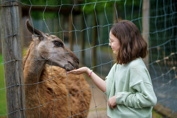 escola europeia menina alimentando alpacas peludas fofas lama. criança feliz e animada alimenta guanaco em um parque de vida selvagem. lazer familiar e atividade para férias ou fim de semana - zoo child llama animal - fotografias e filmes do acervo