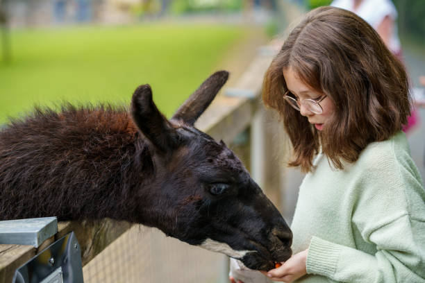 school european girl feeding fluffy furry alpacas lama. happy excited child feeds guanaco in a wildlife park. family leisure and activity for vacations or weekend - zoo child llama animal imagens e fotografias de stock