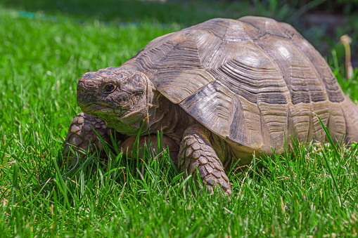 a beautiful turtle in a green meadow in summer