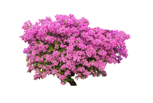 istock Bougainvilleas tree isolated on white background 1403395547