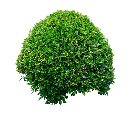 Tropical Flower shrub bush fence tree isolated plant with clipping path