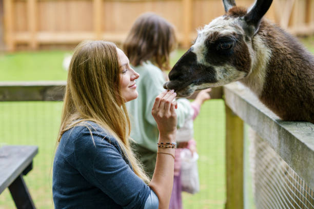 duas garotinhas e uma mulher alimentando alpacas peludas fofas lama. crianças felizes e mãe alimenta guanaco em um parque de vida selvagem. lazer familiar e atividade para férias ou fim de semana - zoo child llama animal - fotografias e filmes do acervo