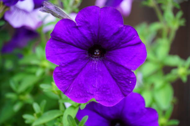 istock Purple petunia flower 1403396669