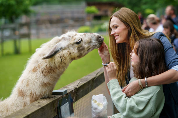 school european girl and woman feeding fluffy furry alpacas lama. happy excited child and mother feeds guanaco in a wildlife park. family leisure and activity for vacations or weekend - zoo child llama animal imagens e fotografias de stock