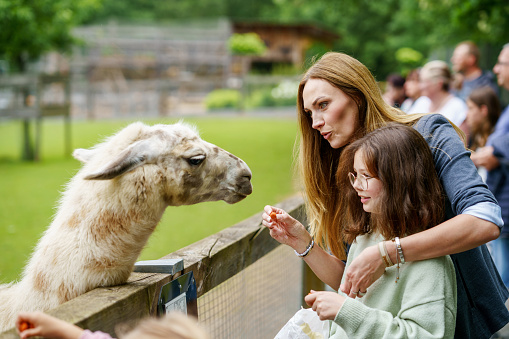 School european girl and woman feeding fluffy furry alpacas lama. Happy excited child and mother feeds guanaco in a wildlife park. Family leisure and activity for vacations or weekend.