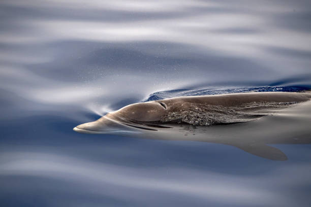istock Cuvier Beaked Whale underwater near sea surface 1403396868