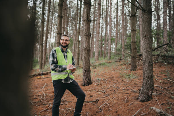 Forester examines trees in their natural condition
