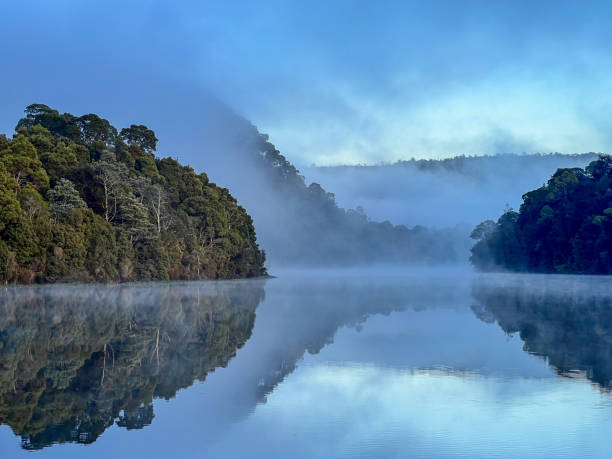 река пиман, тасмания - rainforest forest river australia стоковые фото и изображения