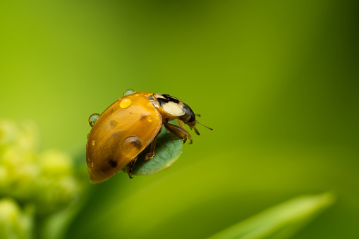 Ladybug closeup side view. Bug is whet after rain bright green background.