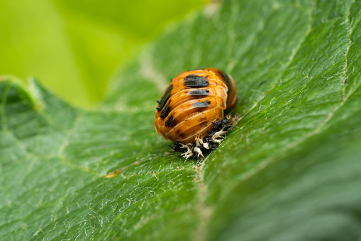 One ladybug larva on green plant in garden, beneficial insect helping the plants getting rid of hungry aphids