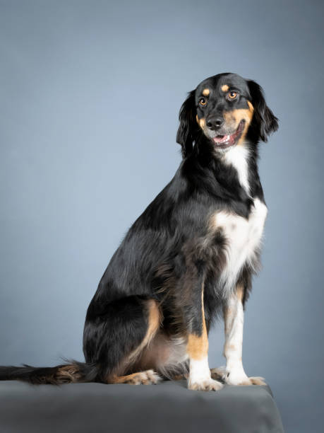 istock Gordon setter sitting in a photo studio 1403400429
