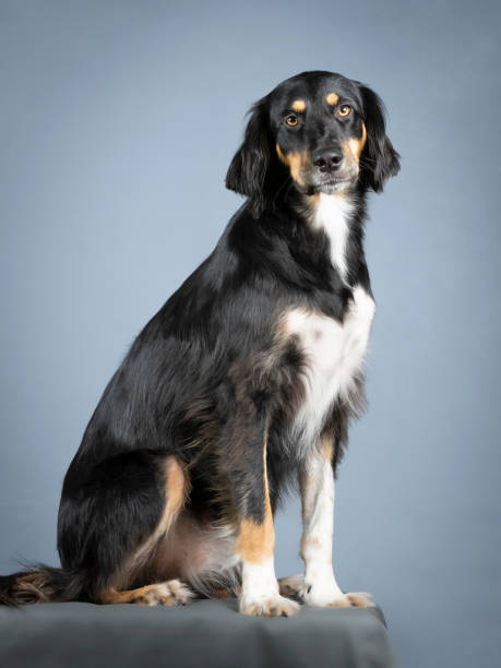 istock Gordon setter sitting in a photo studio 1403400433