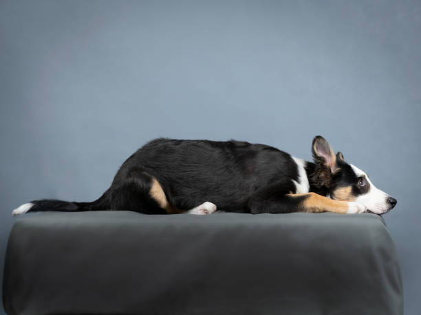 istock Border collie puppy lying in a photography studio 1403400450