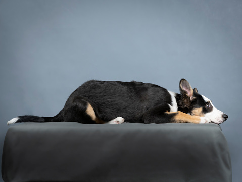Border collie puppy lying in a photography studio
