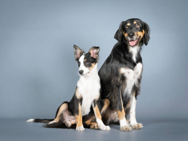 istock Gordon setter and border collie sitting in a photography studio 1403400499