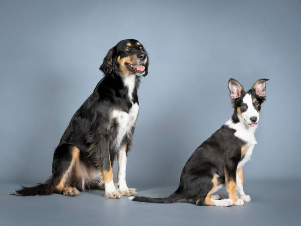 istock Gordon setter and border collie sitting in a photography studio 1403400500