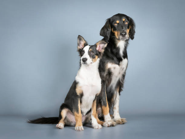 istock Gordon setter and border collie sitting in a photography studio 1403400503