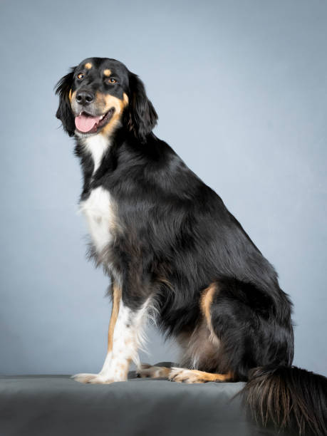 istock Gordon setter sitting in a photo studio 1403400542