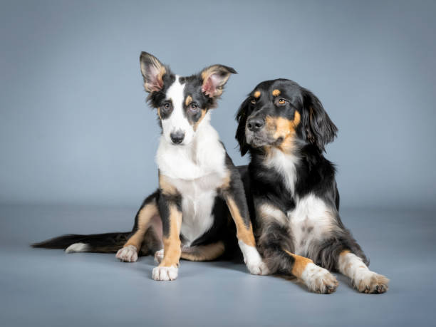 istock Gordon setter and border collie lying and sitting in a photography studio 1403400562