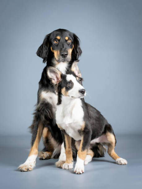 istock Gordon setter and border collie sitting in a photography studio 1403400572