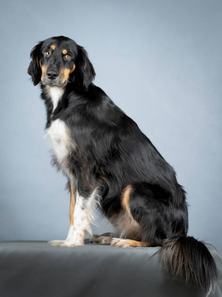 istock Gordon setter sitting in a photo studio 1403400612
