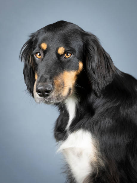 istock Portrait of a gordon setter in a studio 1403400614