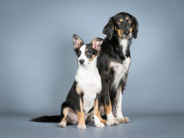 istock Gordon setter and border collie sitting in a photography studio 1403400636