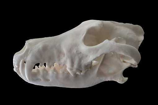 Iberian wolf skull also named canis lupus signatus. Isolated over black background