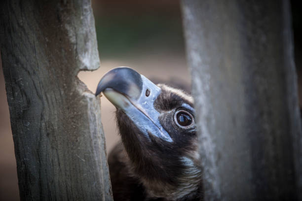 Cinereous vulture biting a wooden fence Cinereous vulture biting a wooden fence. Selective focus on beak eurasian black vulture stock pictures, royalty-free photos & images