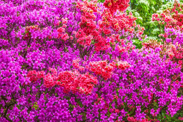istock Rhododendron red and purple flowers 1403401960