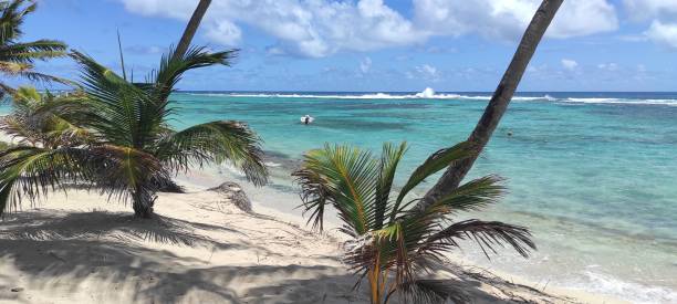 istock Coconut trees on the beach 1403402168