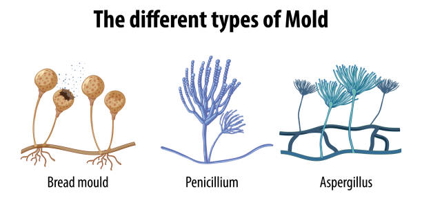 ilustraciones, imágenes clip art, dibujos animados e iconos de stock de los diferentes tipos de moho - penicillin