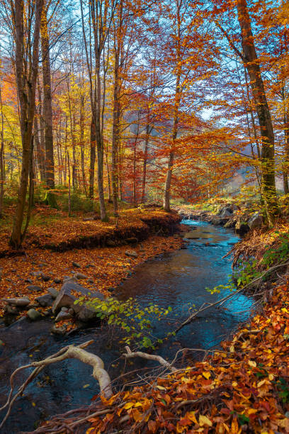 istock mountain river in the autumn forest 1403403772
