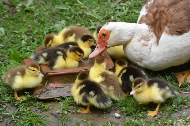 Photo of A female muscovy duck (Cairina moschata) with her young brood.