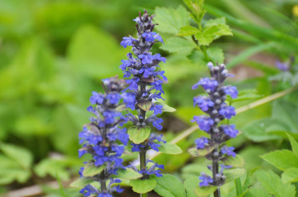 istock Ajuga reptans grows and blooms in herbs 1403405324