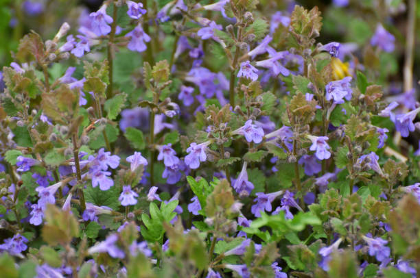istock Glechoma hederacea blooms in nature in spring 1403405776