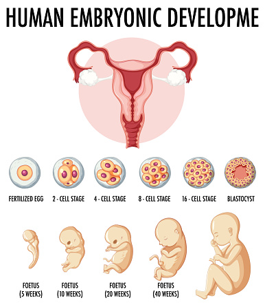 Humanize Embryonic Development Human Embryonic Development In Human Infographic Stock Illustration ...