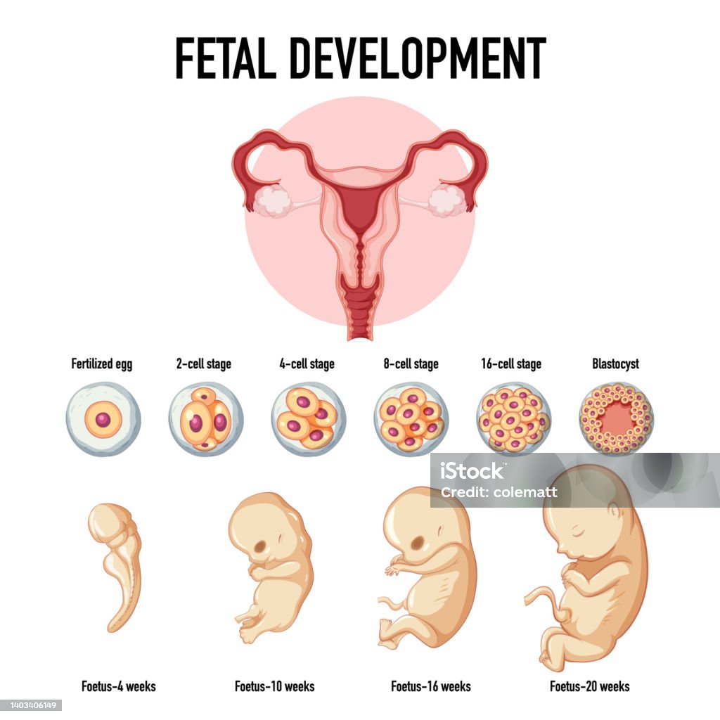 Humanize Embryonic Development Human Embryonic Development In Human Infographic Stock Illustration ...