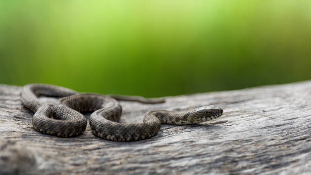istock Dice snake or water snake (Natrix tessellata) in nature, close up, on a green background 1403406342