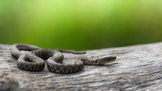 Dice snake or water snake (Natrix tessellata) in nature, close up, on a green background