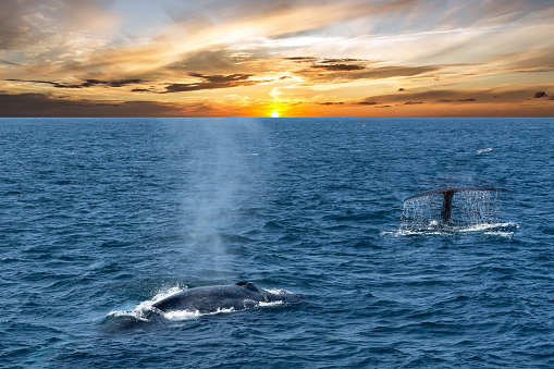 Whales in the ocean, sunset seascape, Sri Lanka, Mirissa
