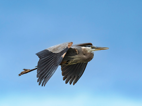 A great blue heron flying over wetland pond area with just the bird and sky showing.