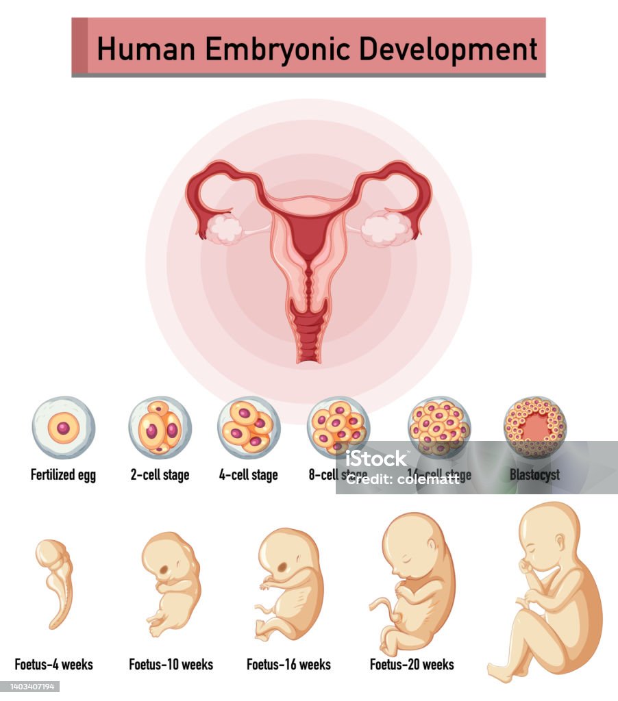 Ilustración de Desarrollo Embrionario Humano En Infografía Humana y más  Vectores Libres de Derechos de Aprender - Aprender, Biología, Ciencia -  iStock